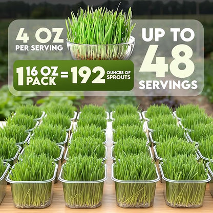 Nature Jims Sprouts Wheat Grass Seeds – Non-GMO Organic Seeds for Planting, Cat Grass Kit Planter & Sprouting –Resealable Bag for Fresh Wheatgrass Sprouts – Packed with Vitamins, Fiber & Minerals–16oz