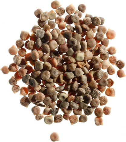 Seed Needs Texas Bluebonnet Seeds for Planting Blue Lupinus Flowers - Heirloom & Open Pollinated Wildflower Seed to Plant an Outdoor Butterfly Garden to Attract Pollinators (XL Pack)