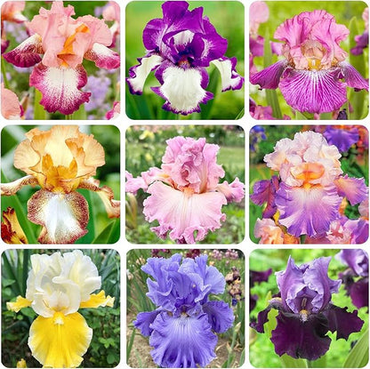 200+ Mixed Color Rare Heirloom Iris Seeds for Planting - Stunning Colors for Your Garden