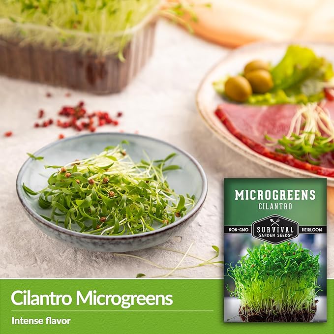 Cilantro Microgreen Seeds for Planting – Non-GMO Heirloom Cilantro Seeds to Grow Fresh, Flavorful Microgreens – Indoors or Hydroponic – Fast Germination – Survival Garden Seeds (1 Pack)