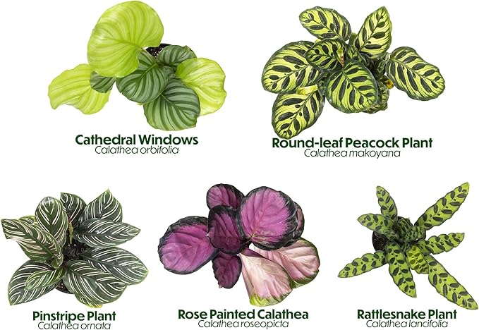 Live Calathea Houseplant (4 Pack), Pet Safe Plants for Cats & Dogs, Makoyana, Rattlesnake, Roseopicta, Air Purifying Indoor Plant Mix, Freddie, Orbifolia, Prayer Plants, Real Calatheas, 4.25 in. Pots