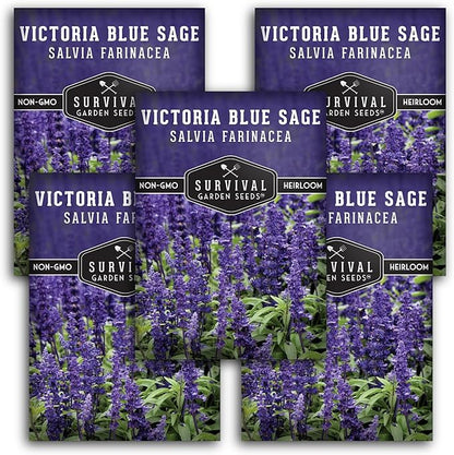 Survival Garden Seeds - Victoria Blue Sage Seed for Planting - 5 Packets with Instructions to Plant and Grow Mealycup Sage or Salvia Farinacea in Your Home Vegetable Garden - Non-GMO Heirloom Variety