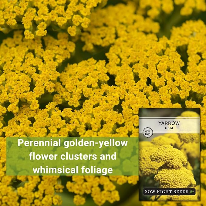 Sow Right Seeds - Achillea Yarrow Gold Flower Seeds for Planting - Flowers to Plant in Your Garden - Non-GMO Heirloom Packet with Instructions - Favorite Perennial to Attract Pollinators (3)