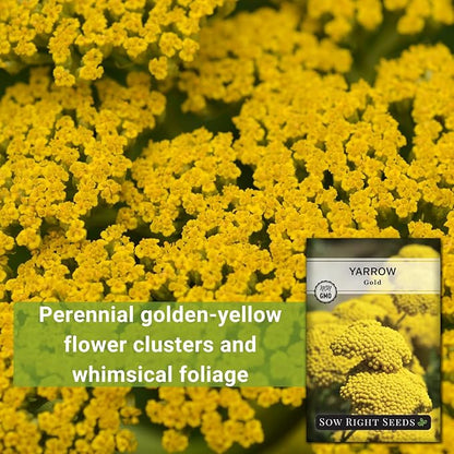 Sow Right Seeds - Achillea Yarrow Gold Flower Seeds for Planting - Flowers to Plant in Your Garden - Non-GMO Heirloom Packet with Instructions - Favorite Perennial to Attract Pollinators (3)