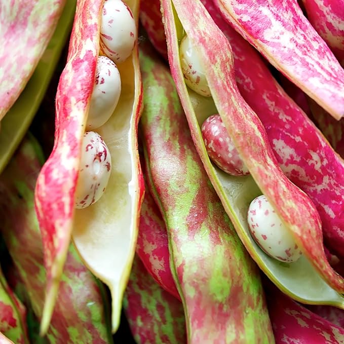 Purely Organic Pinto Bean Seeds - USDA Organic, Non-GMO, Open Pollinated, Heirloom, USA Origin (1 Packet - 20 Grams - Approx 36 Seeds)