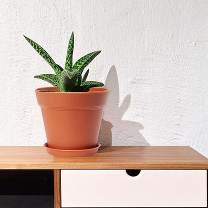 4 Inch Plastic Plant Pots 6 Pack, Small Flower Pots with Drainage Holes and Tray, Thickened Indoor Planters Seedlings Nursery Pots, African Violet, Succulent and All House Plants, Terracotta