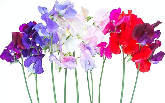 Fragrant Sweet Peas 100 Seeds Royal Family (Lathyrus odoratus)