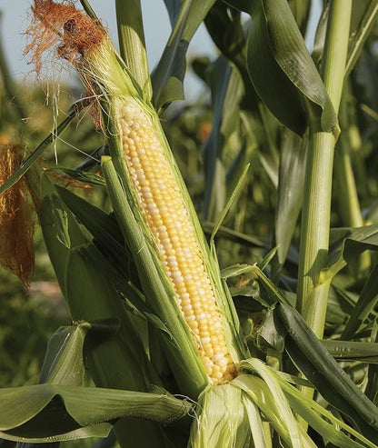 Burpee Sweetness Sweet Corn Seeds 200 seeds