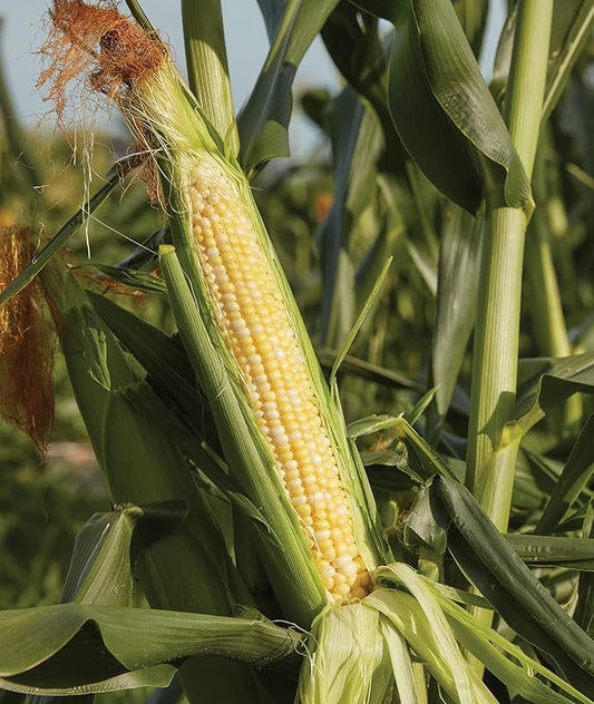 Burpee Sweetness Sweet Corn Seeds 200 seeds