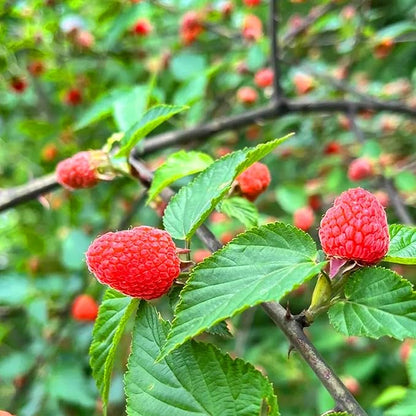 1000+pcs Mixed Berry Seeds Kit for Planting (Grapes, Strawberries, Blueberries, Raspberries Seed Pack), Non-GMO Perennial Fruits Seeds, Home Garden Plants for Outdoors