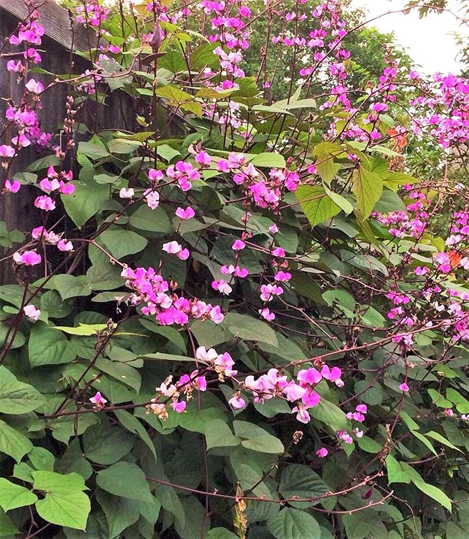 TomorrowSeeds - Purple Moon Hyacinth Bean (Pole) Seeds - 30+ Count - for 2026 Planting Lablab Purpureus Dolichos Tonga Njahi Seim Bataw Flat Beans USA Garden Vegetable Grow Your Own Home Farm Patio