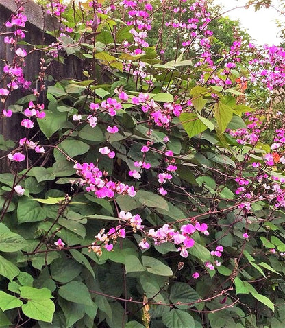 TomorrowSeeds - Purple Moon Hyacinth Bean (Pole) Seeds - 30+ Count - for 2026 Planting Lablab Purpureus Dolichos Tonga Njahi Seim Bataw Flat Beans USA Garden Vegetable Grow Your Own Home Farm Patio