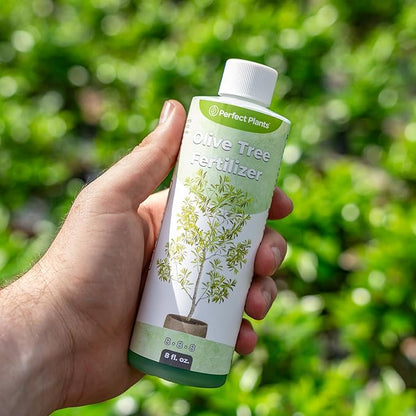 Liquid Olive Tree Fertilizer by Perfect Plants | Olive Plant Food for Real Indoor Trees or Outdoor Growing | High Level Nutrient Content to Boost Flowering & Fruit Production