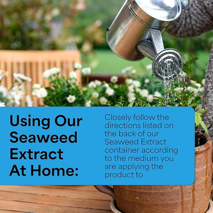 Grow More Liquified Seaweed Extract Fertilizer for Plants - 16oz of Liquefied Natural Liquid Kelp Fertilizer - 11% Organic Kelp Plant Food for Transplant Protection & Root Development