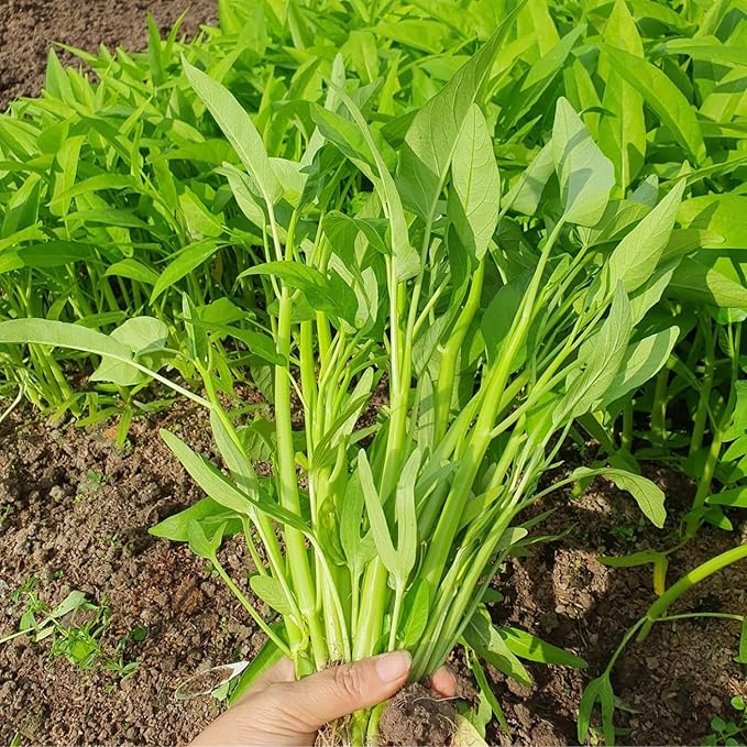 600+ Premium Kangkong Seeds - Ong Choy - Rau Muong - Kong Xin CAI Seeds | High 97% Germination | Non-GMO | Vegetable Seeds for Planting | Made in USA