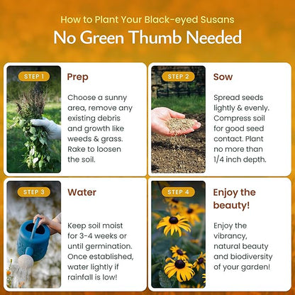 Created By Nature Black-Eyed Susan Wildflower Seeds, 55,000 Non-GMO Yellow Daisy Seeds