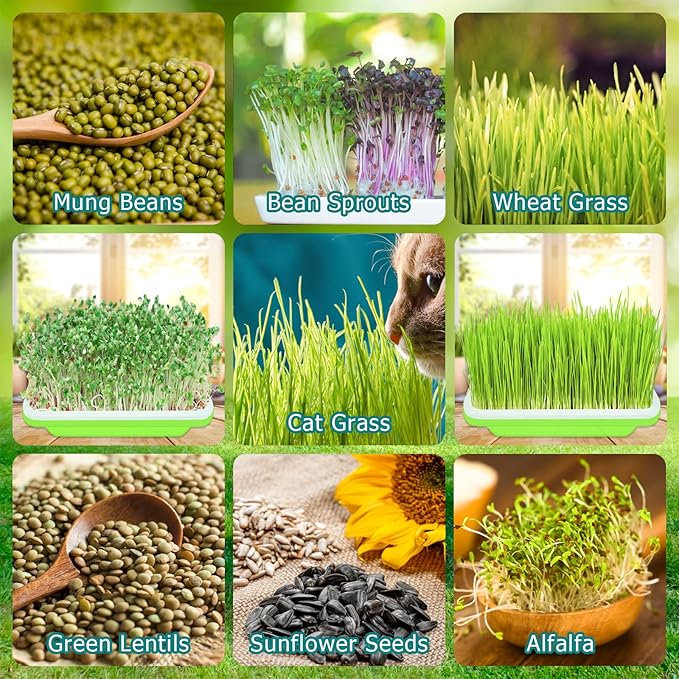 Legigo 10 Pack Green Seed Sprouter Trays- Soil-Free Cultivation Germination Tray, BPA Free Nursery Tray with Planting Paper for Indoors or Outdoors Sprouting Seeds, Grow Grass, Beans (Without Lids)