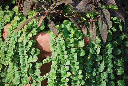 Perennial Farm Marketplace Lysimachia nummularia (Creeping Jenny) Groundcover, 1 Quart, Green Leaves with Yellow Flowers