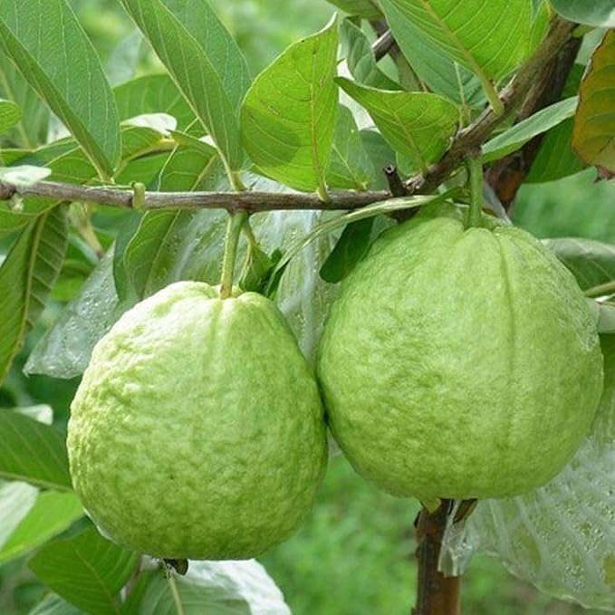 Dwarf Guava Seeds for Planting Outdoor, 15pcs Guava Tree Fruits Seeds Non-GMO Heirloom Sweet Edible Fruit, Sweet Juicy Fruits Plants in Your Home Garden