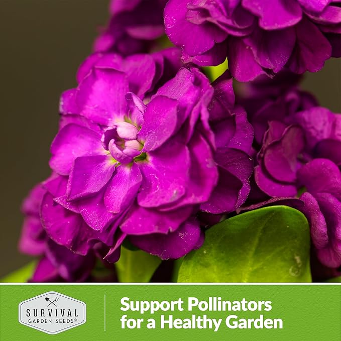Hoary Stock Seed for Planting - 3 Packets with Instructions to Plant and Grow Vintage Harmony Stock (Matthiola incana) in Your Home Flower Garden - Non-GMO Heirloom Variety - Survival Garden Seeds