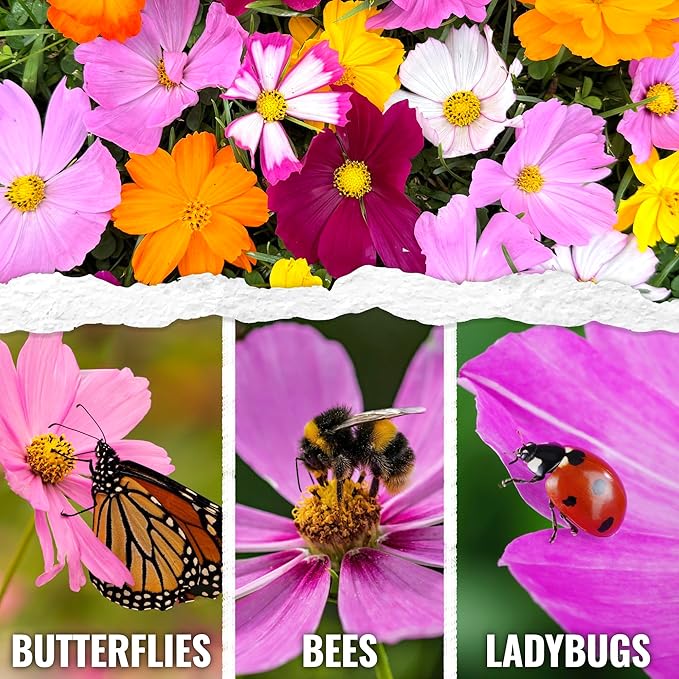 Seed Needs Flower Seeds Cosmos Crazy Blend No Filler 10+ Varieties Cosmos | Cosmo Bipinnatus Open Pollinated Untreated | Resealable Packaging Keeps Seeds Fresh | Bulk Cosmos Flowering Seed Mix