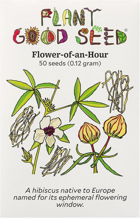 Plant Good Seed Flower of an Hour (Hibiscus) Seeds - Pack of 50 Heirloom Seeds for Planting Flowers - Gardening Supplies, Wildflower, Flower, Herb Garden, Flower Seeds to Plant - from USA