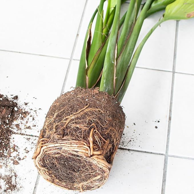Organic Bird of Paradise Potting Soil Mix 2qt, Ideal for Indoor/Outdoor Potted Plants, Promotes Optimal Growth for Bird of Paradise