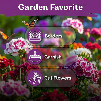 KVITER 5000 Mix Sweet William Seeds for Planting (Dianthus barbatus) – Organic & Heirloom Seed, Clove-Scented Blooms, Drought Tolerant – Perennial Flower Seeds to Plant Outside & Inside