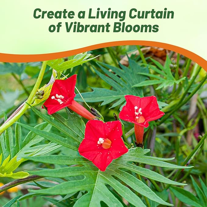 Outsidepride Climber Vine Seeds - 500 Pcs. Annual, Versatile, Hardy & Low Maintenance, Flower Seeds for Planting Vibrant Red Trumpet-Shaped Blooms, Great for Landscaping & Pollinator Gardens