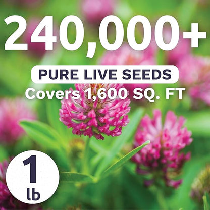 Red Clover - Bulk 1 Pound Pouch - 240,000 Flower Seeds for Planting - Trifolium pratense