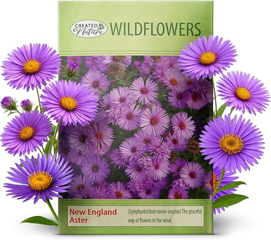 Created By Nature, New England Aster Seeds, Pink and Purple Perennial Flower Seeds, Non-GMO, Pollinator Friendly, 2,500 Seeds, Covers Up to 93 sq. ft. (Symphyotrichum novae-angliae)