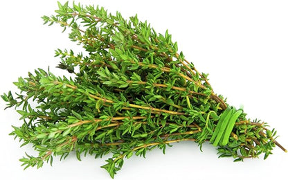 Seeds Common English Thyme Herbs for Planting Non GMO 500 Seeds