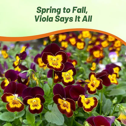 Outsidepride Bambini Mix Viola Pansy Seeds for Planting - 2000 Pcs. Perennial, Cold-Hardy & Pollinator Friendly Flowers with Fragrant Blooms for Garden Beds, Borders & Container Displays
