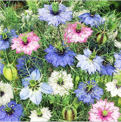 1000 Seeds - Love in a Mist Mix Nigella - Easy to Grow