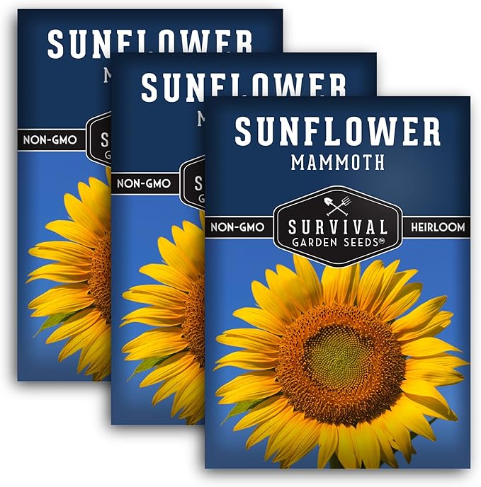 Mammoth Sunflower Seeds for Planting | Giant 12 ft Plants with Edible Seed Harvest – Heirloom Non-GMO – Survival Garden Seeds (3 Packs)