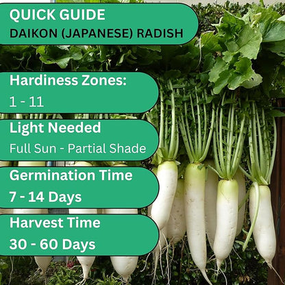 Daikon Minowase Radish Seeds for Planting – Heirloom, Non-GMO Japanese White Radish Seeds for Home Gardens, Long Smooth Daikon Roots | Woods Creek Seeds