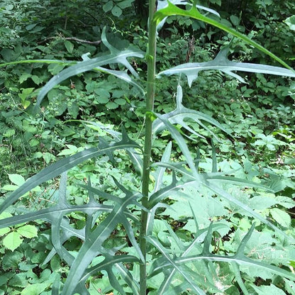 Palm Beach Medicinal Herbs - Wild Lettuce (Lactuca virosa) - Packet of 50 Seeds