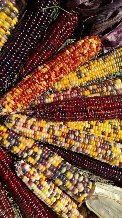 Seeds Corn Multicolor Montana Sweet Purple Yellow Red Garden Heirloom Vegetable for Planting Non GMO