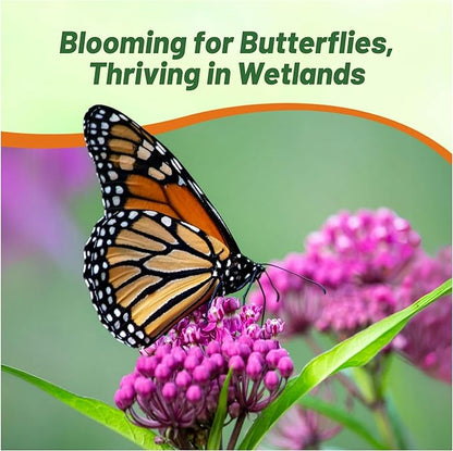 Outsidepride Swamp Milkweed Seeds - 500 Pcs Perennial, Heat & Humid Tolerant, Pollinator-Friendly Wildflower Seeds, Ideal for Monarch Butterflies, Cut Flowers, Borders, or Meadows