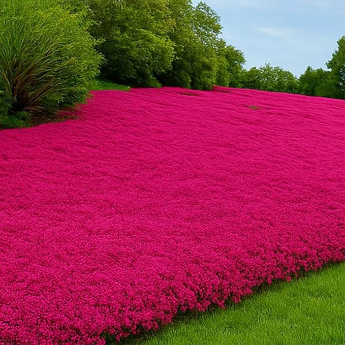 21600+ Magic Red Creeping Thyme Seeds for Planting Perennial Thyme Heirloom Flowers Non-GMO Ground Cover Plants for Garden Outdoor
