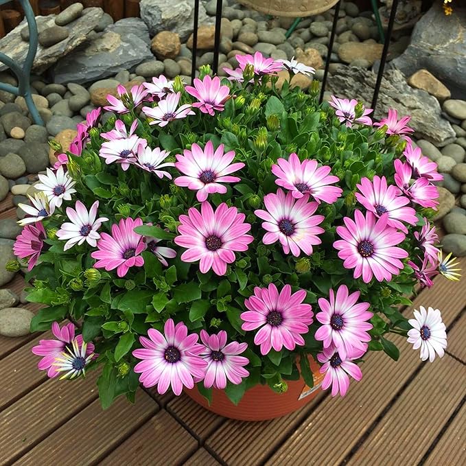 African Daisy Seeds for Planting, 148pcs Osteospermum Daisy Seeds Non-GMO Heirloom Perennial Rare Colorful Flower Plants, Open Pollinated Beauty Home Garden Flowers for Outdoors