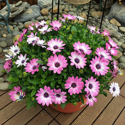 African Daisy Seeds for Planting, 148pcs Osteospermum Daisy Seeds Non-GMO Heirloom Perennial Rare Colorful Flower Plants, Open Pollinated Beauty Home Garden Flowers for Outdoors