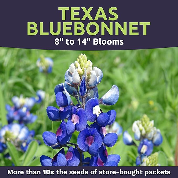 Bulk Texas Bluebonnet Wildflower Seeds - 1 Pound Bag - Over 16,000 Native Seeds - Texas State Flower!