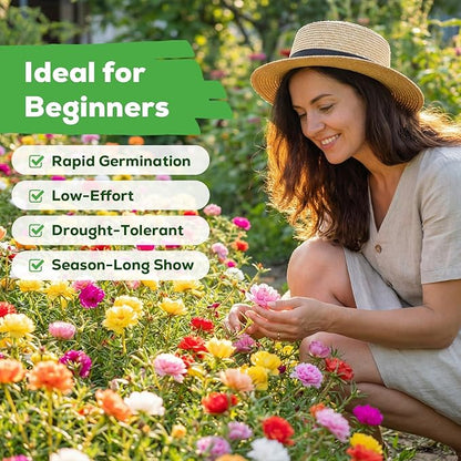 24,000+ Moss Rose Seeds for Planting Annual Flower for Ground Cover, Non-GMO Heirloom Variety, Easy to Grow, Seeds for Planting Outdoors Garden Containers