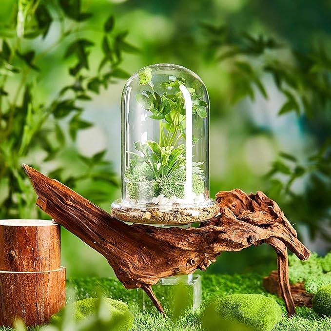 1 Pcs 5.9 x 7.9 Inch Glass Terrarium Clear Terrarium Planter Container Glass Dome Cloche with Airhole and Base for Plant Flower Home Tabletop Display Centerpiece, Plants Not Included