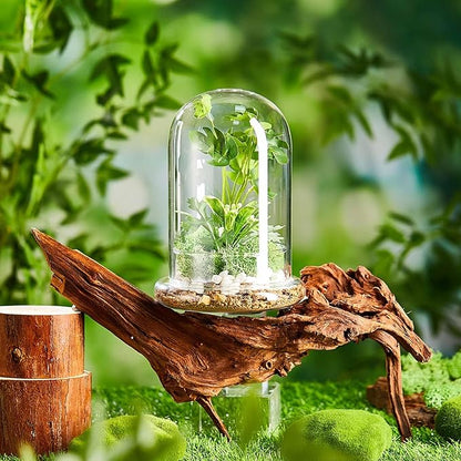 1 Pcs 5.9 x 7.9 Inch Glass Terrarium Clear Terrarium Planter Container Glass Dome Cloche with Airhole and Base for Plant Flower Home Tabletop Display Centerpiece, Plants Not Included