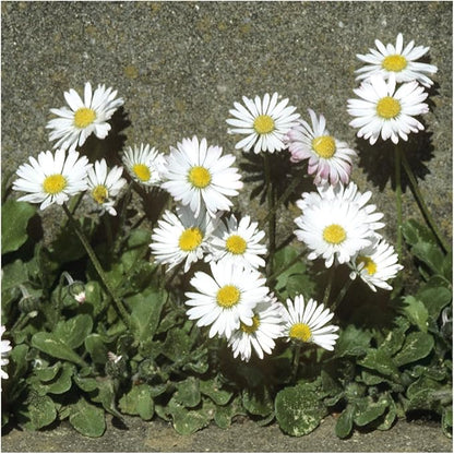 Seed Needs, English Daisy Seeds - 1,000 Heirloom Seeds for Planting Bellis perennis - White Blooms, Perennial Flowering Plants for an Outdoor Garden (1 Pack)