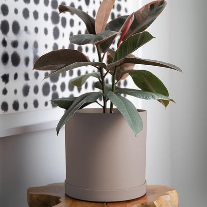 Bloem Mathers Planter w/Saucer Tray 10" Pebble Stone Beige