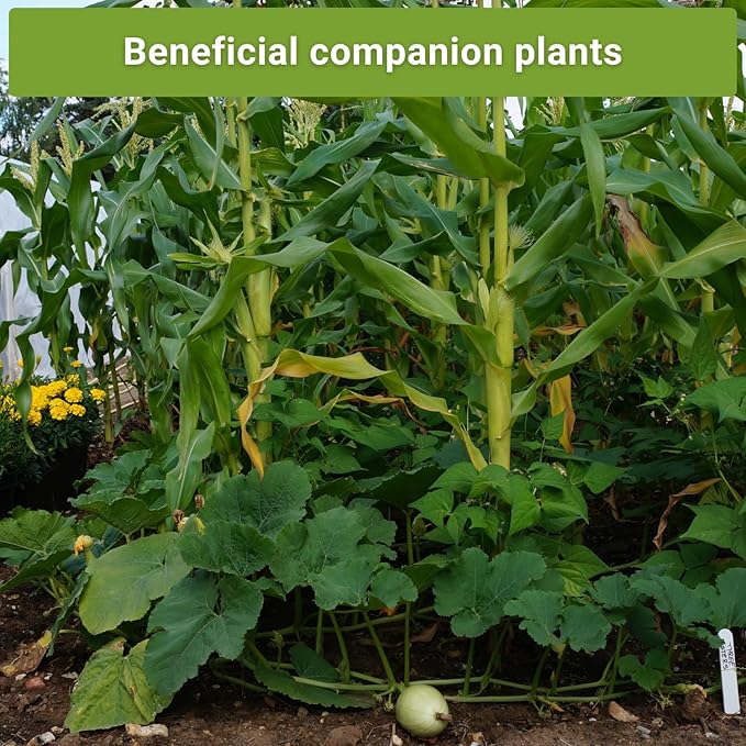 Sow Right Seeds - 3 Sisters Seed Collection for Planting - Packets of Bantam Sweet Corn, Kentucky Wonder Pole Bean, and Waltham Butternut Squash - Non-GMO Heirloom Seeds to Plant Home Vegetable Garden