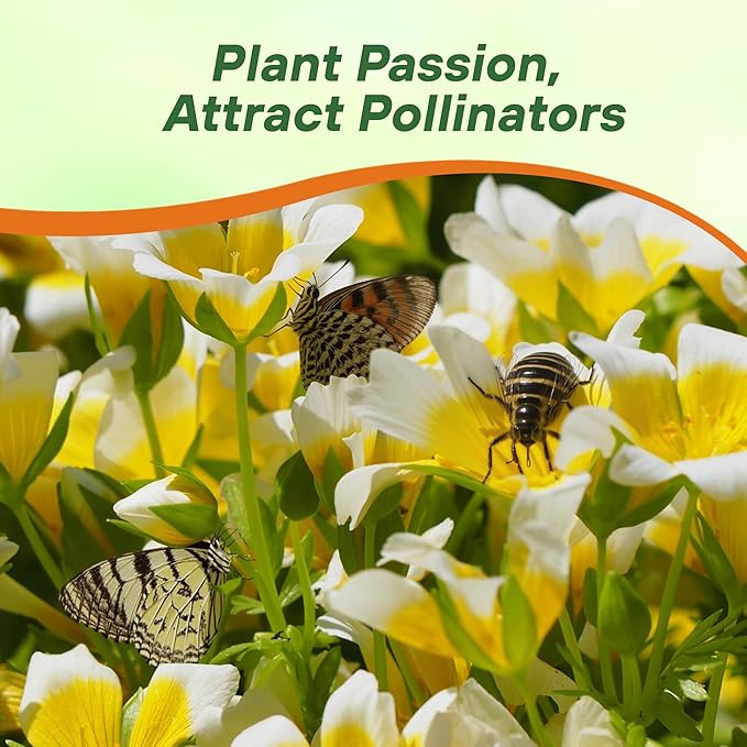 Outsidepride Meadowfoam Seeds - 1000 Pcs. Annual, Self-Seeding & Low Maintenance, Ground Cover Seeds for Planting Fragrant Yellow-White Blooms, Great for Gardens, Borders, & Container Displays